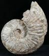 Large Ammonite (Romaniceras?) - Goulmima, Morocco #27364-1